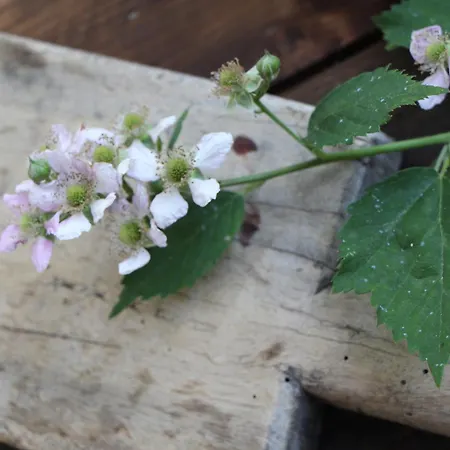 Rocca Di Hotel Arignano